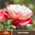 thumbnail image 2 of 30 Rare seed-Double Delight Rose Bush#1088-Authentic Seeds-Flowers-Seeds-Rose seeds-Herb seeds-Vegetable Seeds-Mix Seeds for Plant- B3G1, 2 of 3