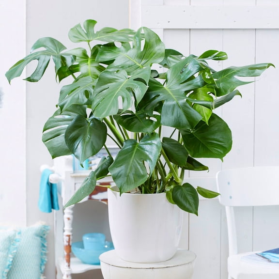 Brighter Blooms - Monstera Deliciosa (Swiss Cheese Plant), 7 gal - No Shipping to AK, AZ, HI