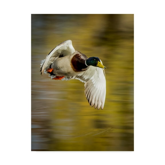 Trademark Fine Art 'Mallard Flight I' Canvas Art by Tyler Stockton