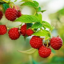 Garden State Bulb Latham Raspberry Bare Roots for Planting, Non-GMO (Bag of 2)