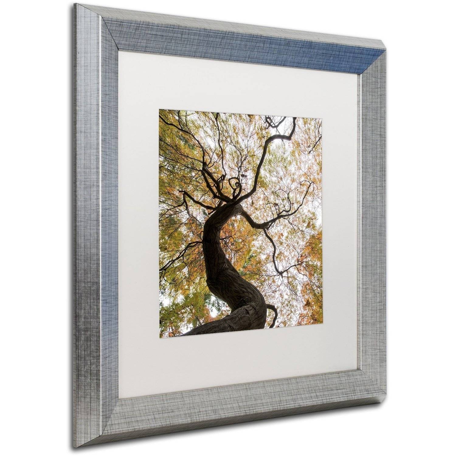 Trademark Fine Art "Under a Japanese Maple 2" Canvas Art by Kurt Shaffer, White Matte, Silver Frame