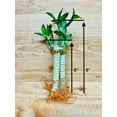 thumbnail image 2 of 6"-8" Lotus Lucky Bamboo Live Plants (3 Count), Good Luck & Fortune, 2 of 5