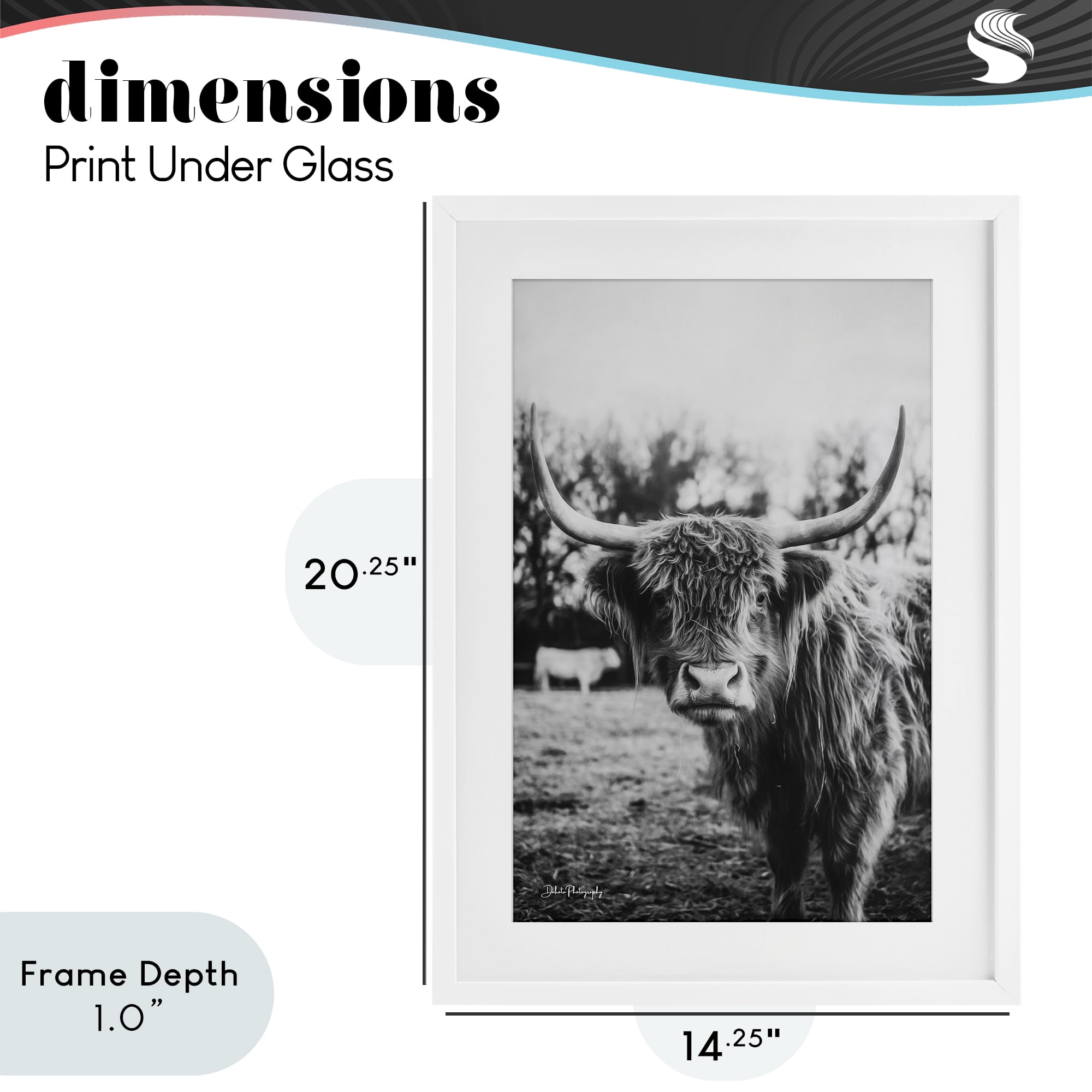 Stupell Industries Peering Highland Cattle White Framed Print Under Glass, design by Dakota Diener