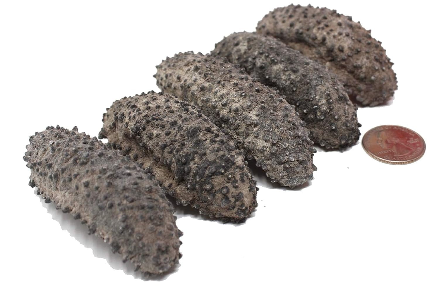 AAA Grade Sun Dried Wild Caught South American Sea Cucumber Medium 1lb box