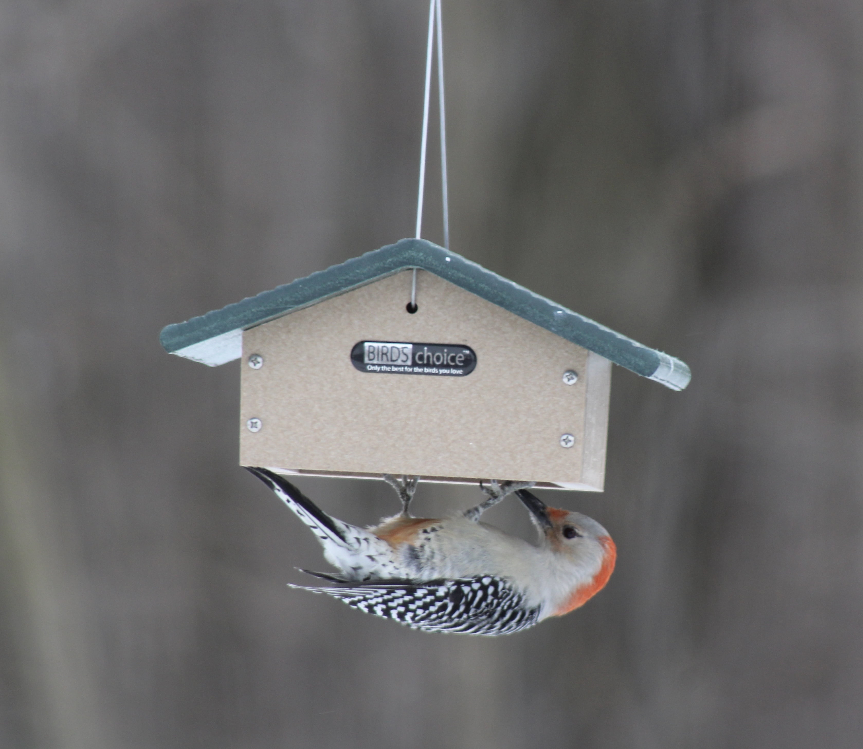 Birds Choice 4.25" Upside Down Recycled Materials Suet Seed Block Feeder, Taupe/Green