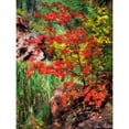 thumbnail image 3 of Drost, David 15x18 Black Modern Framed Museum Art Print Titled - Peaceful Woods I, 3 of 5
