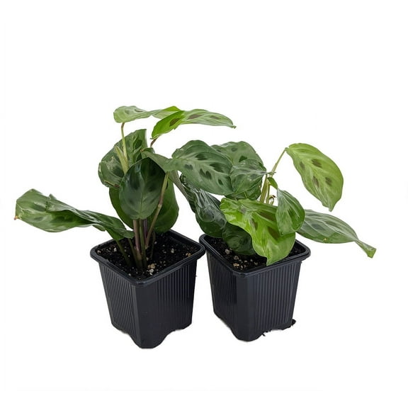 Hirt's Green Prayer Plant - Maranta - 2 Pack 3" Pots