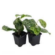 Hirt's Green Prayer Plant - Maranta - Easy to grow - 2 Pack 3" Pots