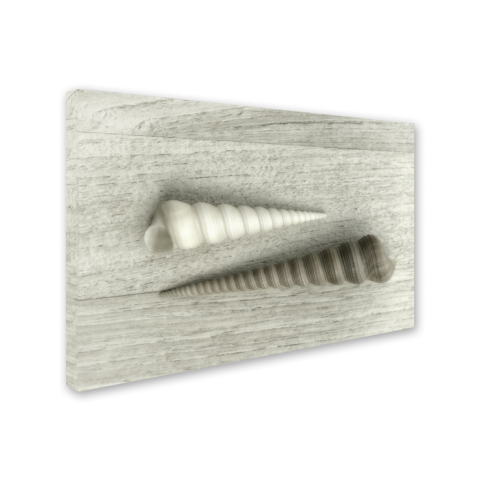 Trademark Fine Art 'Sea Snail Shells' Canvas Art by Cora Niele