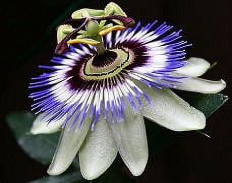 Becky's Blue/White Passion Flower - Passiflora - 4" Pot