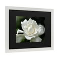 thumbnail image 2 of Trademark Fine Art 'Lovely Gardenia' Canvas Art by Kurt Shaffer, 2 of 4