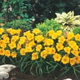 thumbnail image 3 of Stella De Oro Daylily Dormant Bare Root Flowering Perennial Starter Plants, 5 plants per offer, 3 of 5