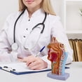 thumbnail image 1 of Modelo anatómico de garganta, cavidad oral y nasal, accesorio médico portátil y robusto, anatómico humano para el aprendizaje de biología, estudiantes, 1 of 8