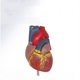thumbnail image 5 of Modelo del Cuerpo Humano Sailing Herramientas de demostración en el Aula de Ciencias, 5 of 5