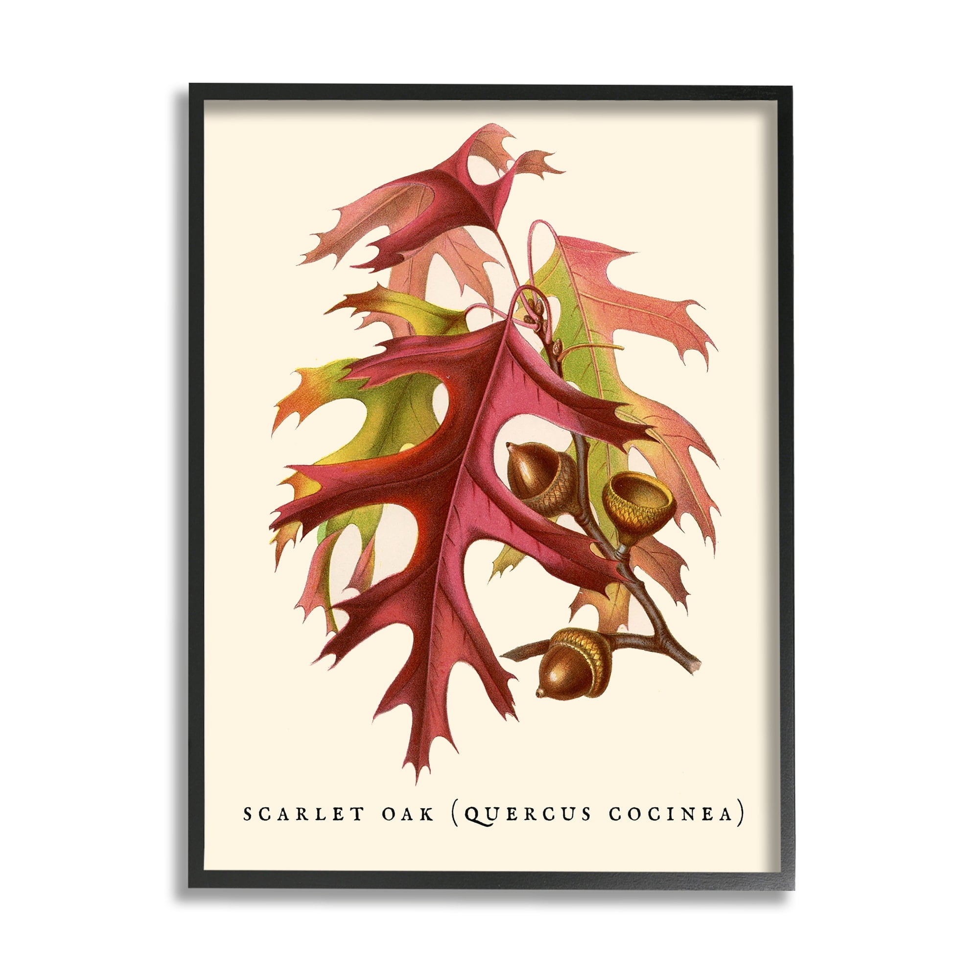 Stupell Industries Antique Scarlet Oak Branch Illustration Autumn Leaves Graphic Art White Framed Art Print Wall Art, 11x14, by Daphne Polselli