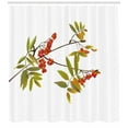 thumbnail image 3 of Ambesonne Rowan Shower Curtain, Fresh Organic Ashberry, 69"Wx84"L, Green Red Brown, 3 of 3