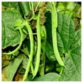 thumbnail image 4 of Everwilde Farms - 100 Kentucky Wonder 125 Pole Bean Seeds - Gold Vault Jumbo Bulk Seed Packet, 4 of 5