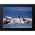 thumbnail image 2 of Fitzharris, Tim 14x11 Black Modern Framed Museum Art Print Titled - African White Pelicans, 2 of 5