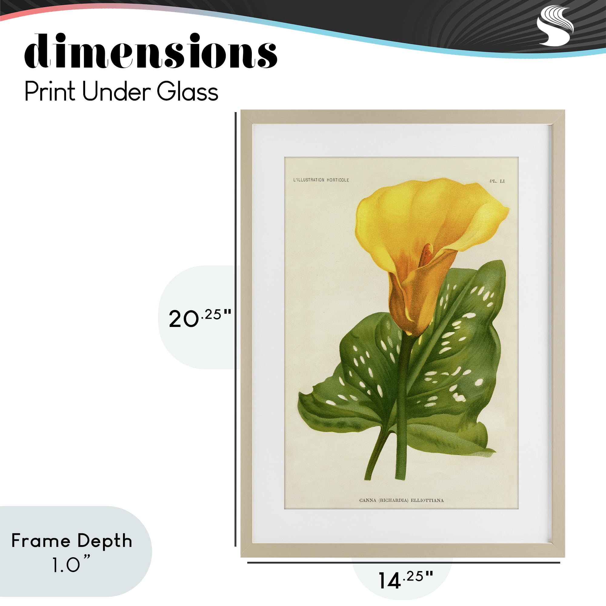 Stupell Industries Yellow Canna Lily Birch Framed Print Under Glass, design by Print Collection
