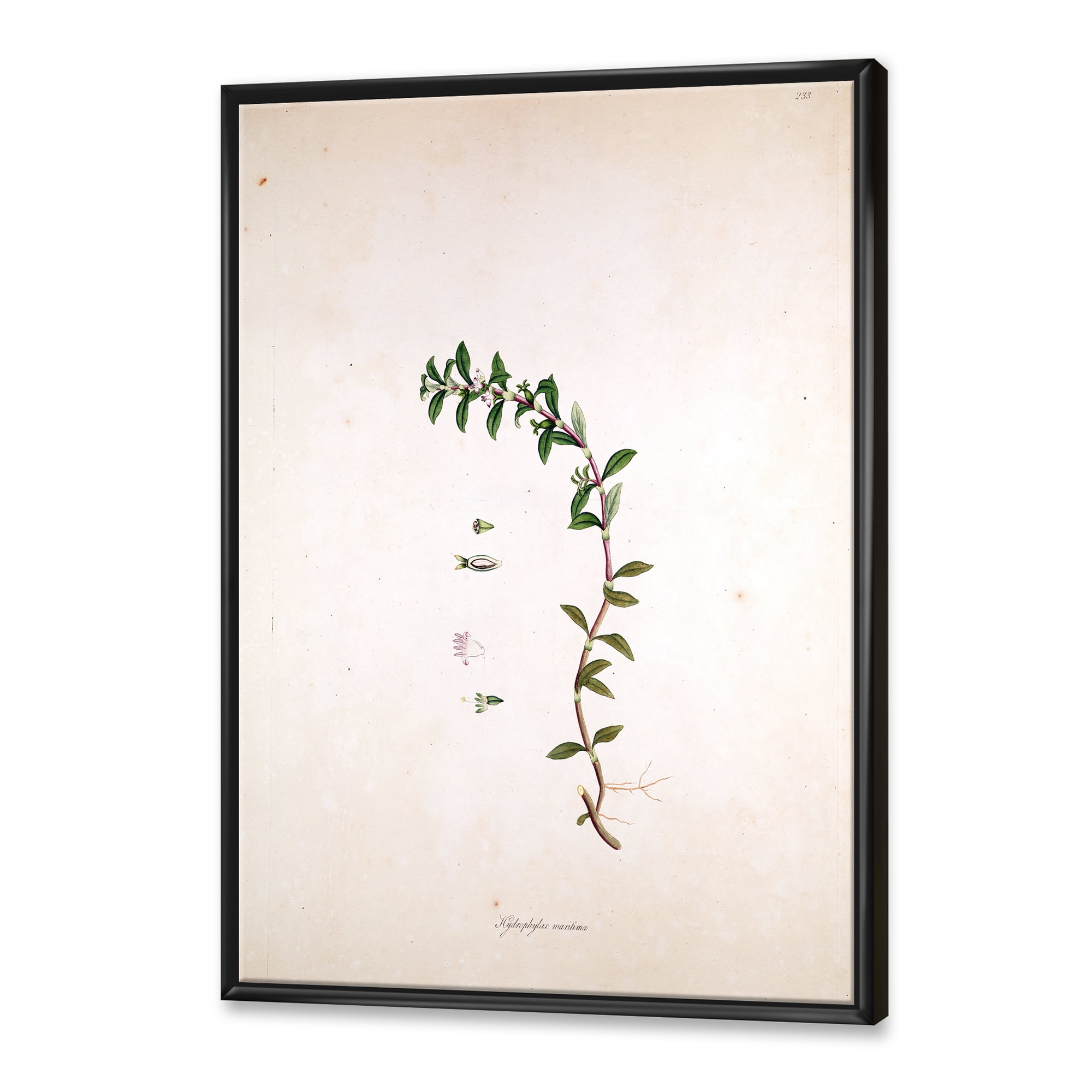 Designart 'Ancient London Plants II' Farmhouse Framed Canvas Wall Art Print