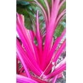 thumbnail image 1 of Magenta Sunset Swiss Chard Seeds, 1 of 4