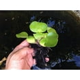 thumbnail image 2 of Small Water Hyancinth 3-4", 2 of 2
