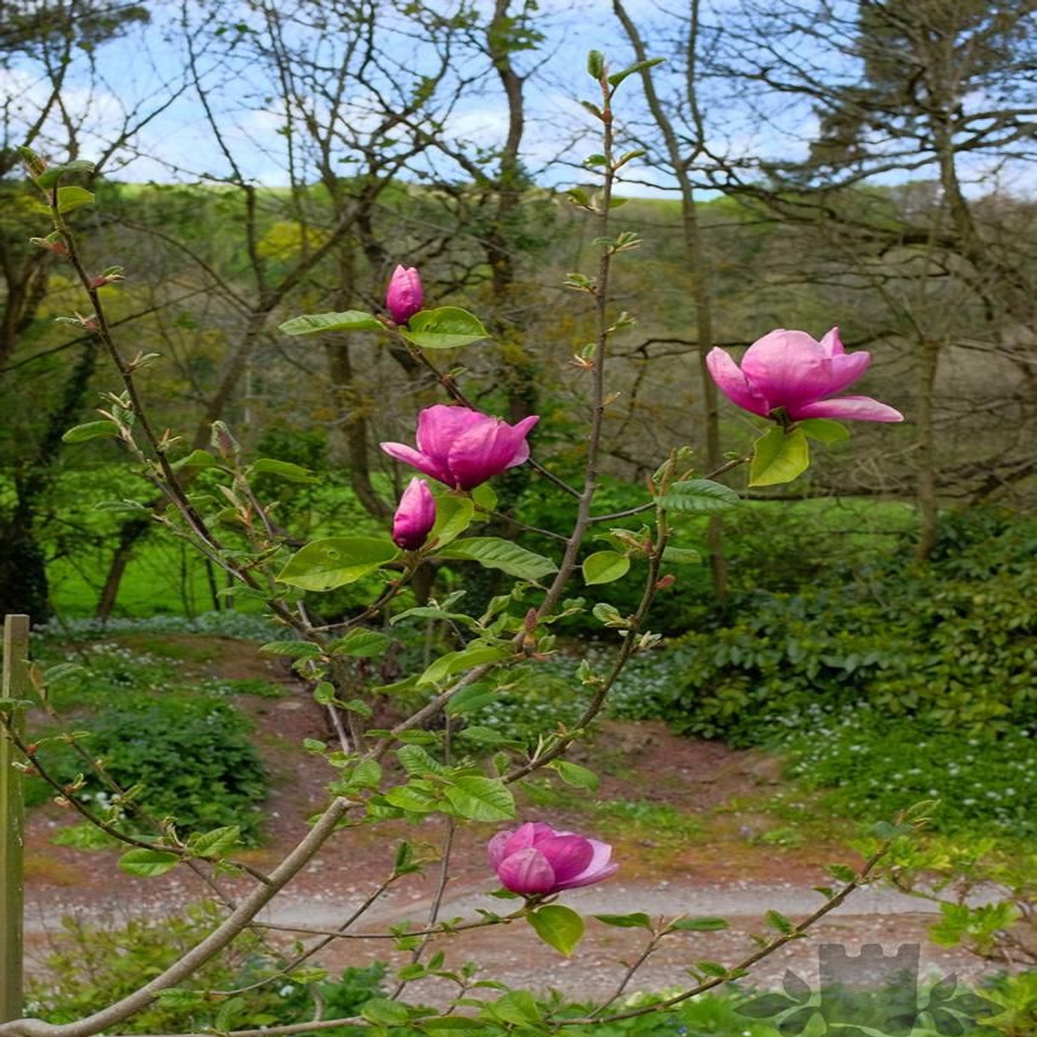 Expert Gardener 3-4' Magnolia Japanese Rose Marie Live Tree in 2 gal. Grower Pot