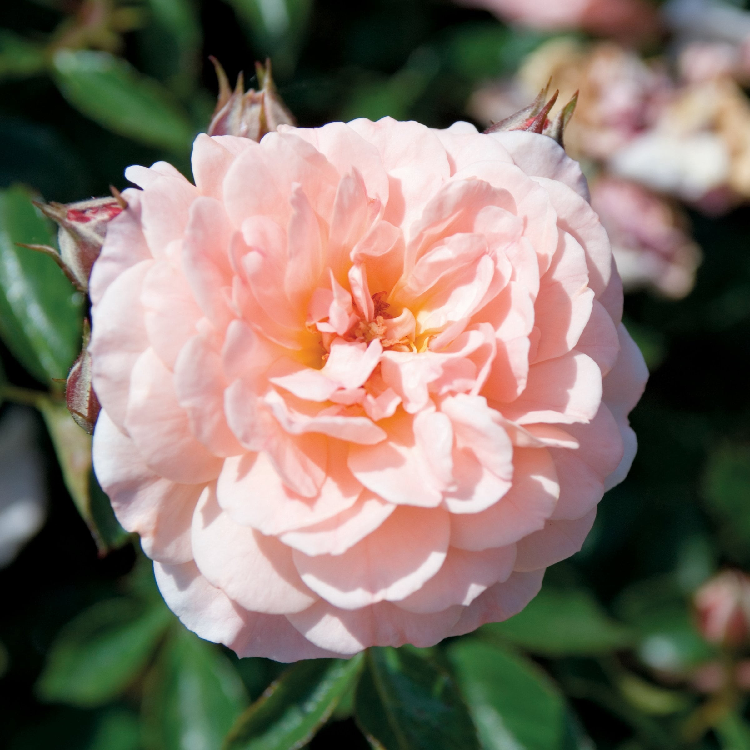 National Plant network 3 gal. Drift Rose Apricot
