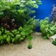 thumbnail image 2 of 2 plantas de acuario realistas: hojas de loto artificiales, decoración de peceras, plantas acuáticas verdes de plástico, accesorios para acuarios de reptiles., 2 of 8