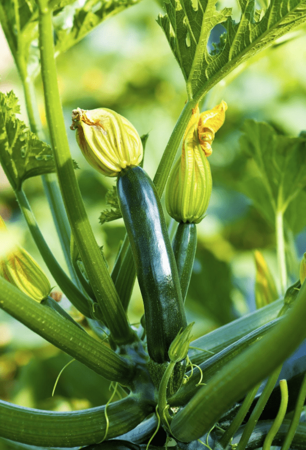 2 Green Squash Zucchini Plants Seedlings, 4 Inches Pot, Squash Plants Live 3-5" Tall, Live Zucchini Plants