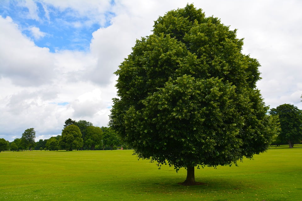 Erotische fotos hq tree downloads