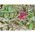 thumbnail image 6 of ragnaroc Air Plants - Flowering Tillandsia Caput Medusae, Large 5-7" - 1ct - Live Arrival Guaranteed - House Plants for Home Decor & Gift, 6 of 7