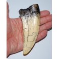 thumbnail image 3 of TYRANNOSAURUS REX T-Rex Dinosaur TOOTH CAST (Tooth REPLICA) 6o, 3 of 3