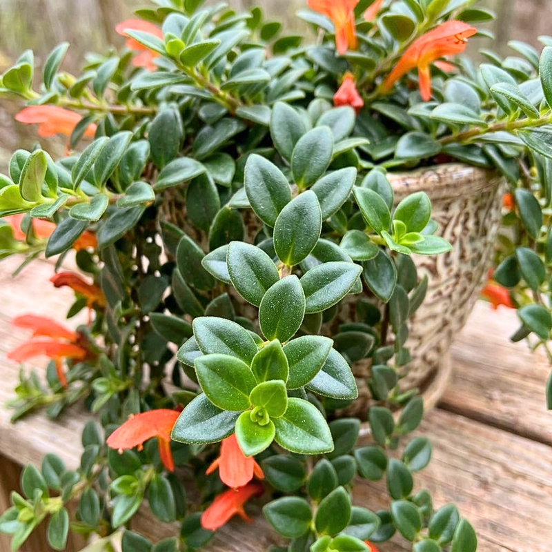 Goldfish Plant Live in 4 Inch Pot, Orange Goldfish Live Plant 4-7" Tall, Trailing Indoor Houseplant for Growing