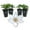 4 Plants, variant on Clematis Corinne - Live Starter Plant in a 2 Inch Growers Pot - Starter Plants Ready for The Garden - Rare Clematis for Collectors