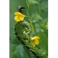 thumbnail image 2 of Rotenberg, Nancy 11x14 Black Ornate Wood Framed with Double Matting Museum Art Print Titled - PA, Lightning bug taking flight atop buttercup, 2 of 4