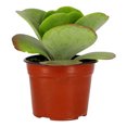 thumbnail image 1 of planta natural kalanchoe thyrciflora 6 pulgadas, 1 of 4