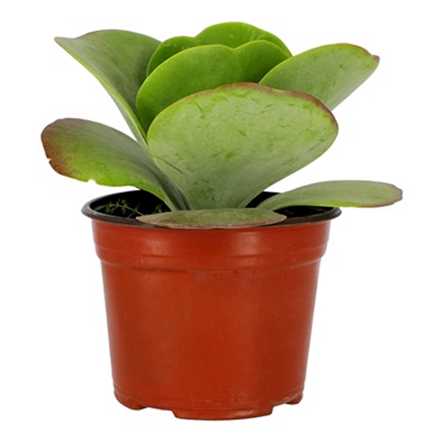 planta natural kalanchoe thyrciflora 6 pulgadas