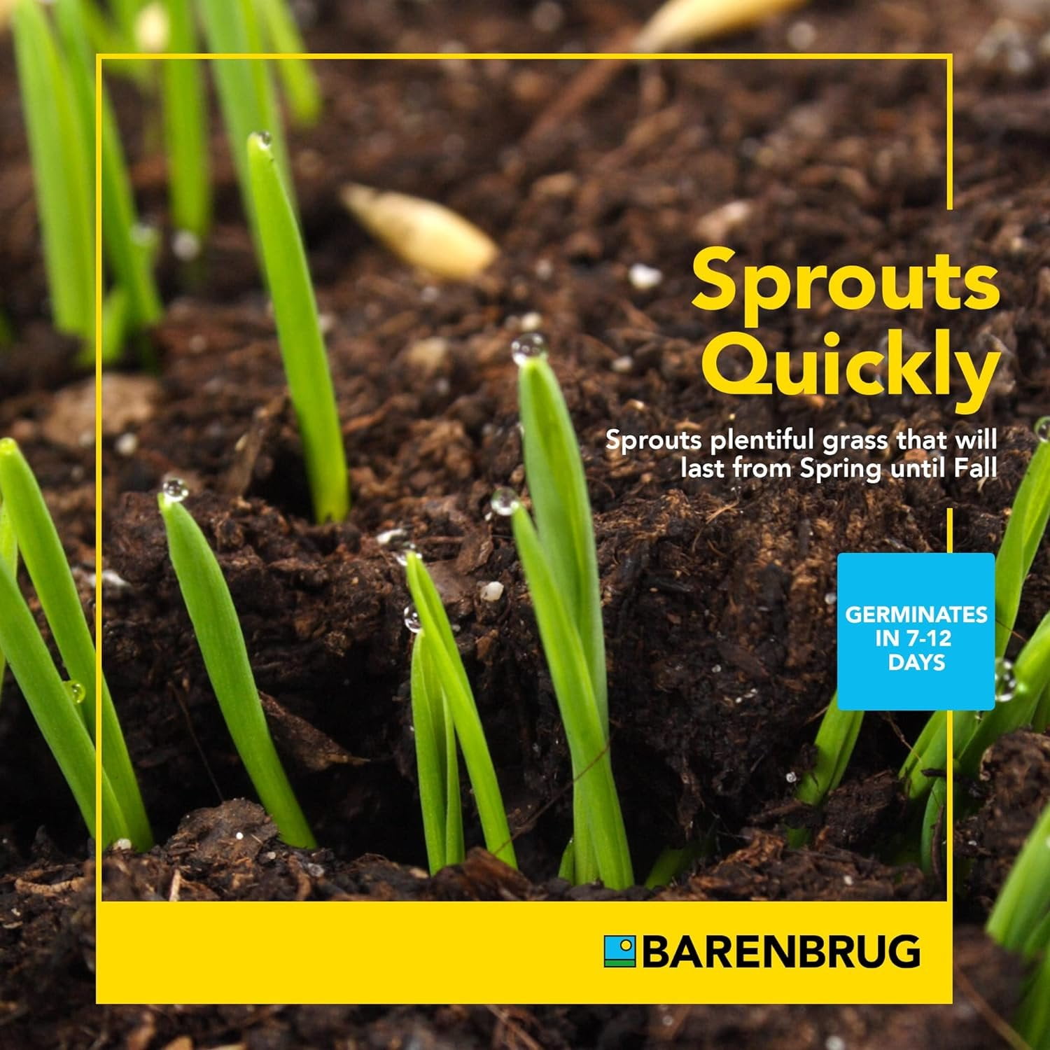 Barenbrug Wonderlawn Quicklawn Grass Seed Mix for Lawn Care and Landscaping, 3 lbs. Bag