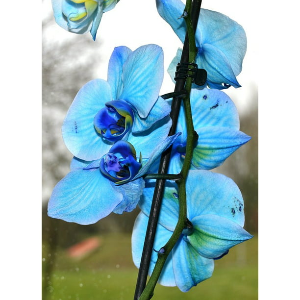 Blue Orchid Flower-12 Inch BY 18 Inch Laminated With Bright Colors And Vivid Imagery-Fits Perfectly In Many Attractive Frames - Walmart.com - Walmart.com