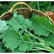 Kale Premier Great Heirloom Vegetable BULK 30,000 Seeds