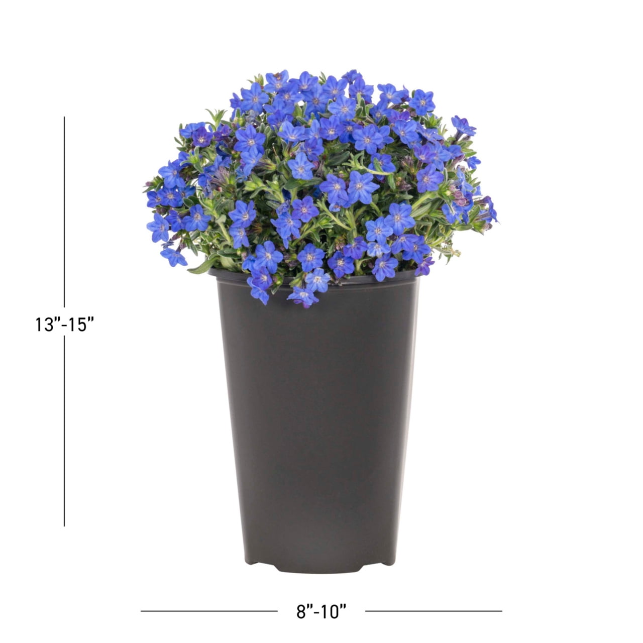 Expert Gardener 2QT Blue Lithodora Live Perennial Plant Partial Shade
