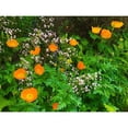 thumbnail image 3 of Grayscale 14x12 Black Modern Framed Museum Art Print Titled - Orange Poppy Nest I, 3 of 5