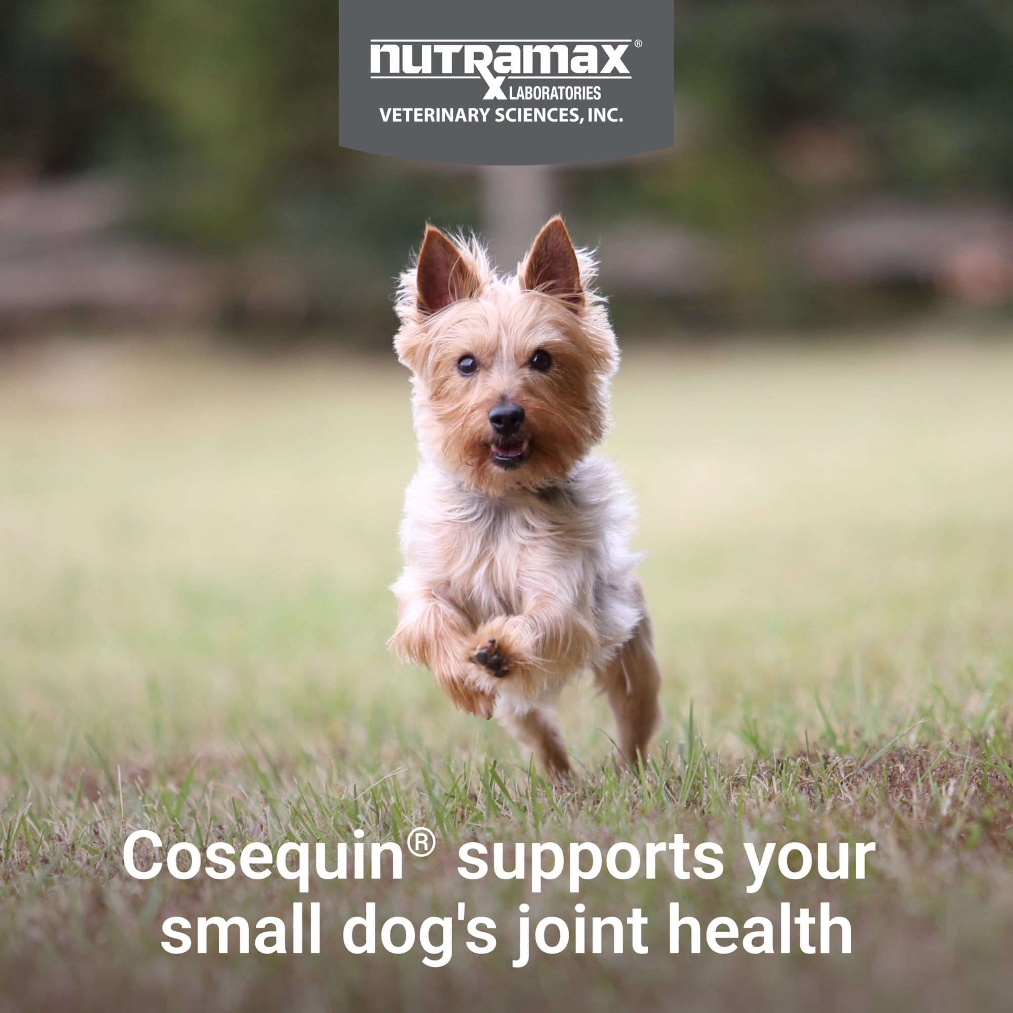 (3 pack) Nutramax Cosequin for Small Dogs, Joint Health Supplement, Soft Chews, 45 Count