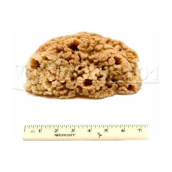 SPONGE NATURAL 6-7IN 1/PK
