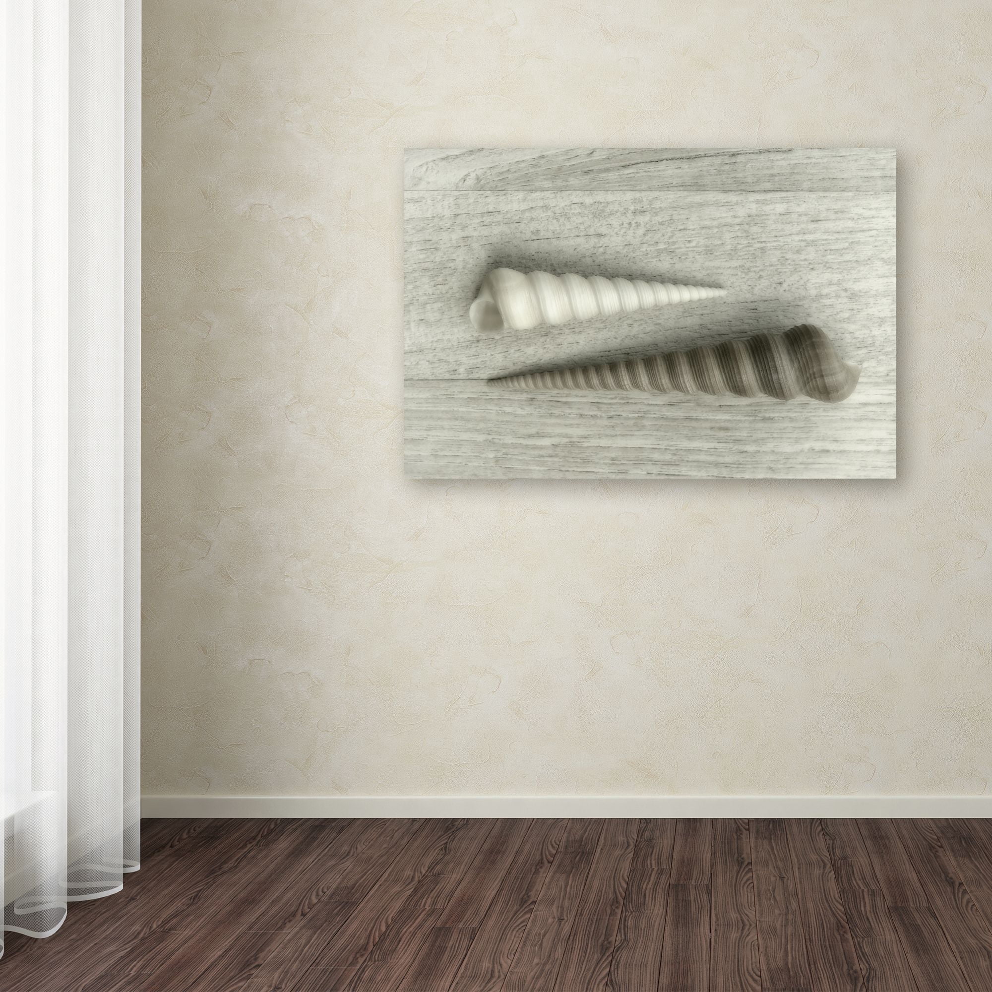 Trademark Fine Art 'Sea Snail Shells' Canvas Art by Cora Niele