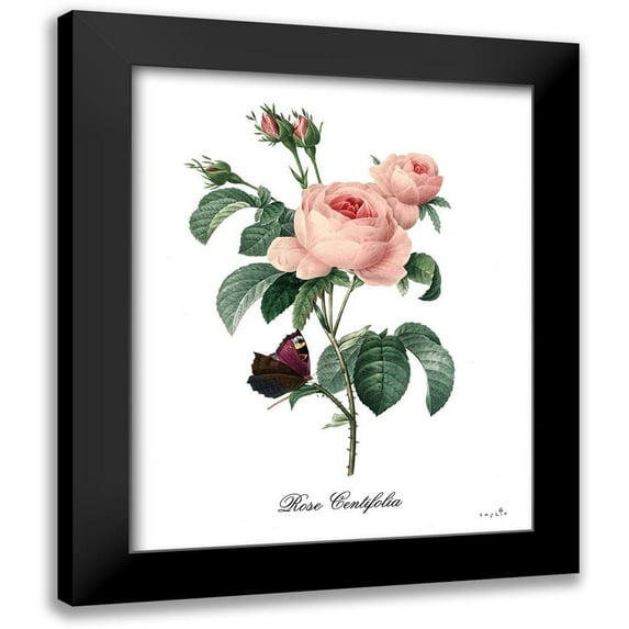 Sophie 6 15x18 Black Modern Framed Museum Art Print Titled - Rose Centifolia