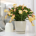 thumbnail image 3 of Yellow Christmas Cactus Plant Live, Thanksgiving Cactus Live for Indoor Outdoor Houseplant, 3 Inches Tall, 3 of 5