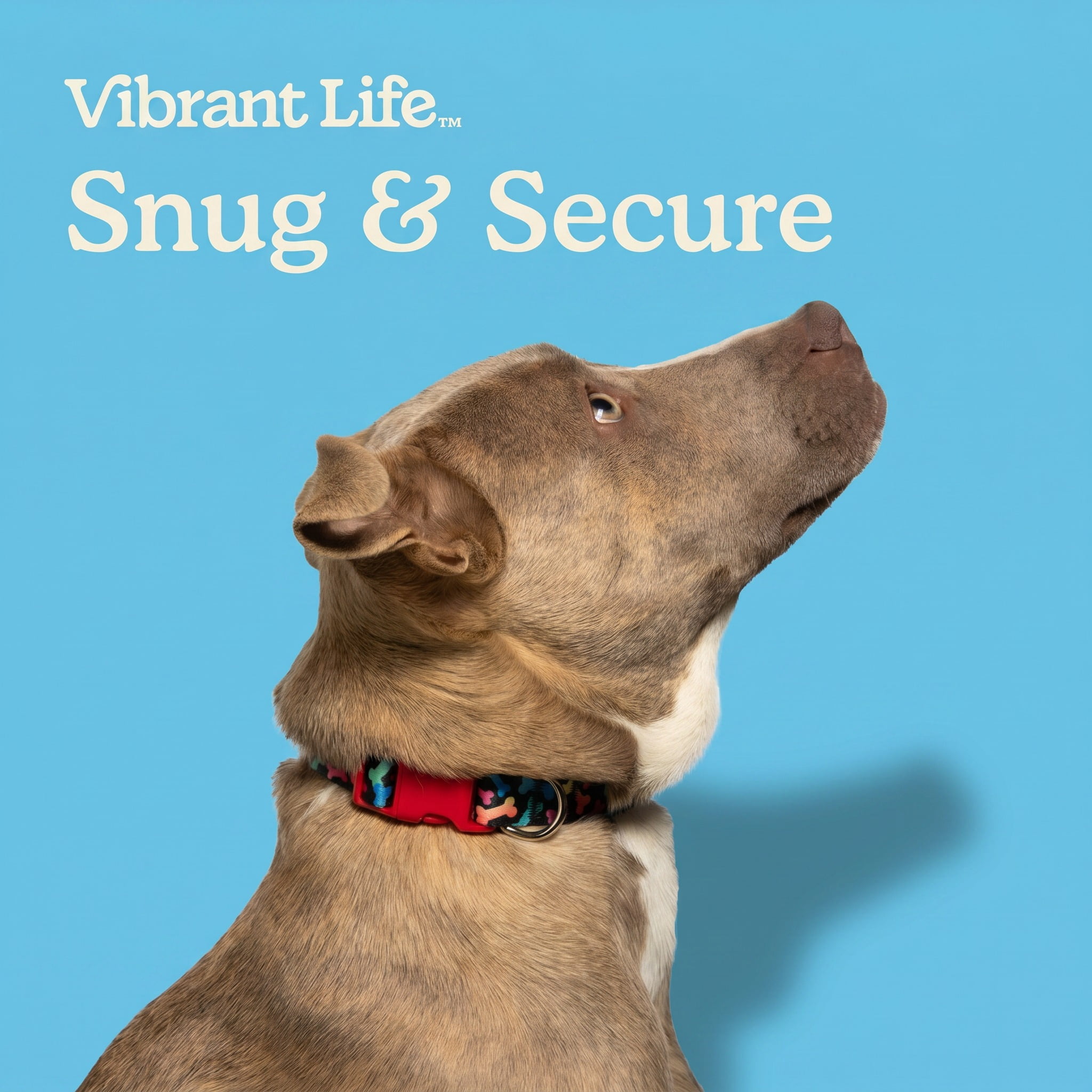 Vibrant Life Adjustable Fashion Dog Collar, Multicolor Bones, Small