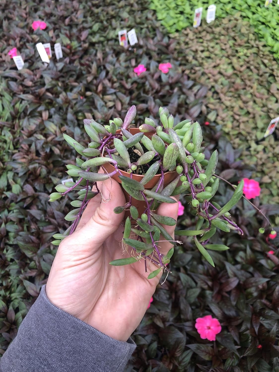 Tradescantia 'Teddy Bear Vine' – Fuzzy Wandering Jew Live Houseplant In 2.5" Pot, Green Velvety Leaves